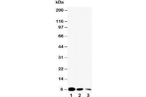 Western blot testing of EGF antibody and Lane 1:  recombinant mouse protein 10ng;  2: 5ng;  3: 2. (EGF Antikörper  (C-Term))