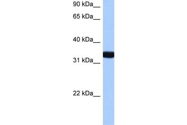 GTPase, IMAP Family Member 1 (GIMAP1) (N-Term) Antikörper