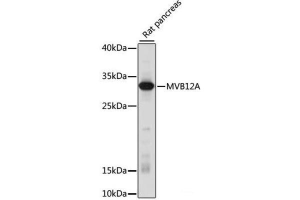 FAM125A Antikörper
