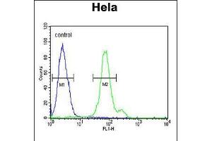 Flow cytometric analysis of Hela cells (right histogram) compared to a negative control cell (left histogram). (CTPS2 Antikörper  (N-Term))