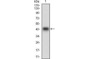 Western Blotting (WB) image for anti-Paraoxonase 1 (PON1) (AA 20-155) antibody (ABIN1724910)