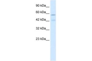 Western Blotting (WB) image for anti-Cholinergic Receptor, Nicotinic, alpha 5 (Neuronal) (CHRNA5) antibody (ABIN2461084) (CHRNA5 Antikörper)