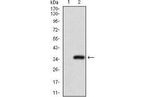 Western Blotting (WB) image for anti-Goosecoid Homeobox (GSC) (AA 191-257) antibody (ABIN1724843)