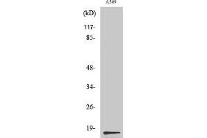 Western Blot analysis of various cells using PGE synthase Polyclonal Antibody diluted at 1:500. (PGE Synthase Antikörper  (Internal Region))