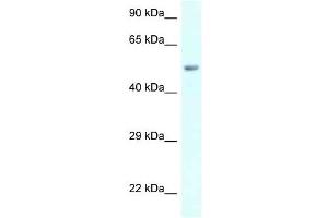 Western Blot showing AMY2B antibody used at a concentration of 1 ug/ml against 721_B Cell Lysate (AMY2B Antikörper  (C-Term))