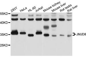 Western blot analysis of extracts of various cell lines, using JMJD8 antibody (ABIN5998016) at 1/1000 dilution. (JMJD8 Antikörper)