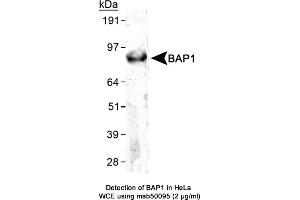 Image no. 1 for anti-BRCA1 Associated Protein-1 (Ubiquitin Carboxy-terminal Hydrolase) (BAP1) (C-Term), (full length) antibody (ABIN363249) (BAP1 Antikörper  (C-Term, full length))