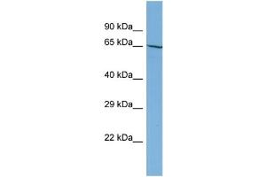 Host:  Rabbit  Target Name:  NOBOX  Sample Type:  HT1080 Whole Cell lysates  Antibody Dilution:  1. (NOBOX Antikörper  (N-Term))