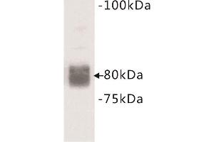 Western Blotting (WB) image for anti-CD44 (CD44) (Extracellular) antibody (ABIN1854861) (CD44 Antikörper  (Extracellular))