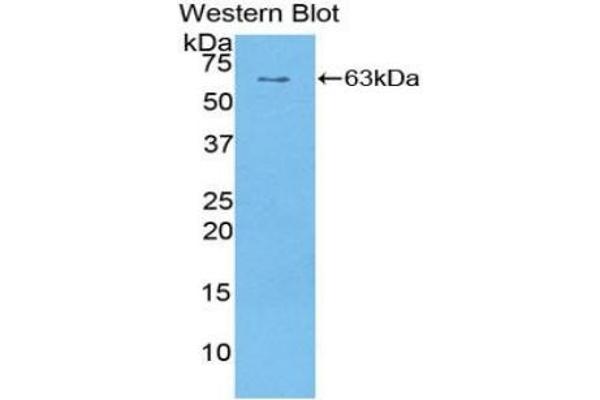 SULF1 Antikörper  (AA 609-871)