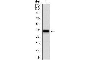 Fig. (CD36 Antikörper  (AA 30-130))