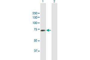 Western Blot analysis of CSTF2 expression in transfected 293T cell line by CSTF2 MaxPab polyclonal antibody. (CSTF2 Antikörper  (AA 1-577))