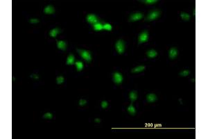 Immunofluorescence of monoclonal antibody to FLI1 on HeLa cell. (FLI1 Antikörper  (AA 1-452))