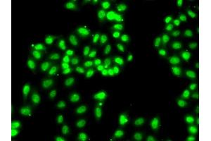 Immunofluorescence analysis of  cells using hnRNP  antibody (2446). (HNRNPA1 Antikörper  (AA 1-140))
