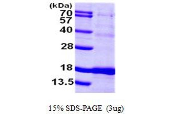 ISCU Protein (AA 35-167) (His tag)