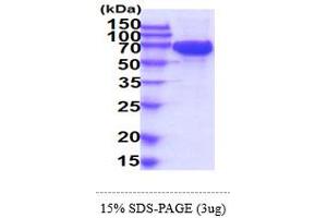 KIT Protein (AA 26-524) (His tag)