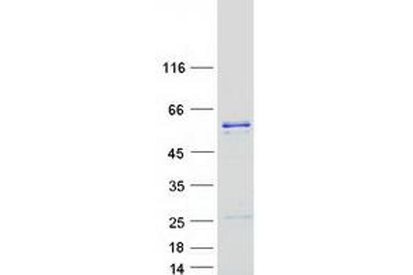 DNAJC3 Protein (Myc-DYKDDDDK Tag)