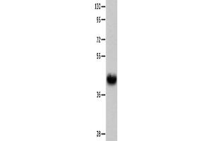 Western Blotting (WB) image for anti-Urotensin 2 Receptor (UTS2R) antibody (ABIN2426017) (UTS2R Antikörper)
