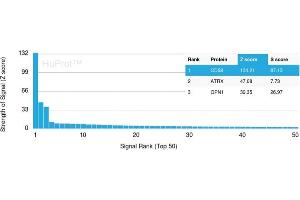 Analysis of Protein Array containing >19,000 full-length human proteins using CD68 Mouse Monoclonal Antibody (C68/2501) Z- and S- Score: The Z-score represents the strength of a signal that a monoclonal antibody (Monoclonal Antibody) (in combination with a fluorescently-tagged anti-IgG secondary antibody) produces when binding to a particular protein on the HuProtTM array. (CD68 Antikörper  (AA 150-221))