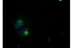 Anti-CD4 mouse monoclonal antibody (ABIN2452331) immunofluorescent staining of COS7 cells transiently transfected by pCMV6-ENTRY CD4 (RC206453). (CD4 Antikörper)