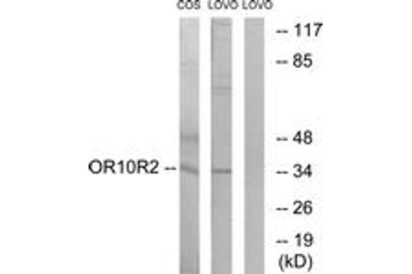 OR10S1 Antikörper  (AA 213-262)