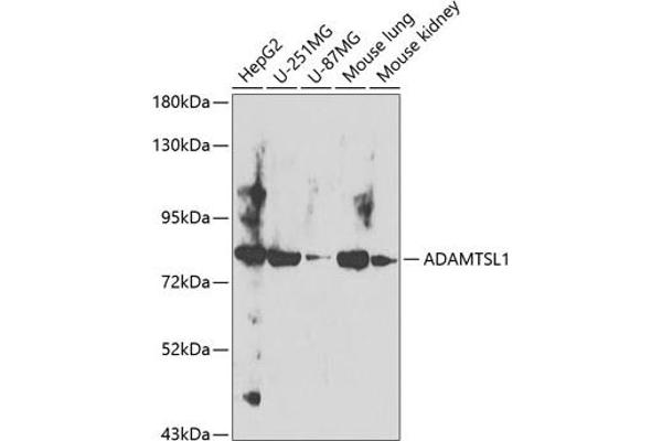 ADAMTSL1 Antikörper  (AA 1483-1762)