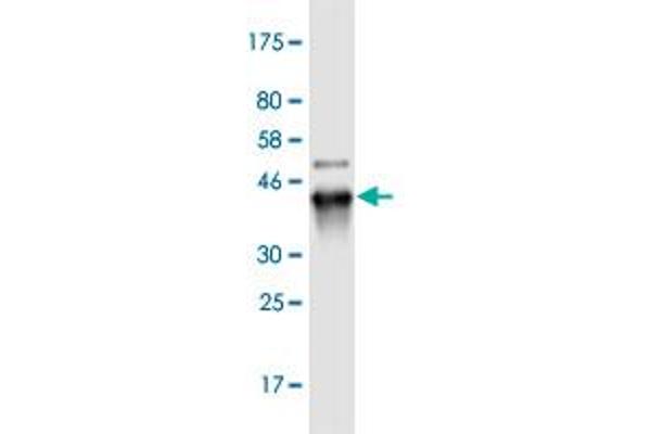 RNF169 Antikörper  (AA 643-742)