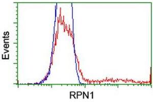 Image no. 2 for anti-Ribophorin 1 (RPN1) antibody (ABIN1500749) (RPN1 Antikörper)