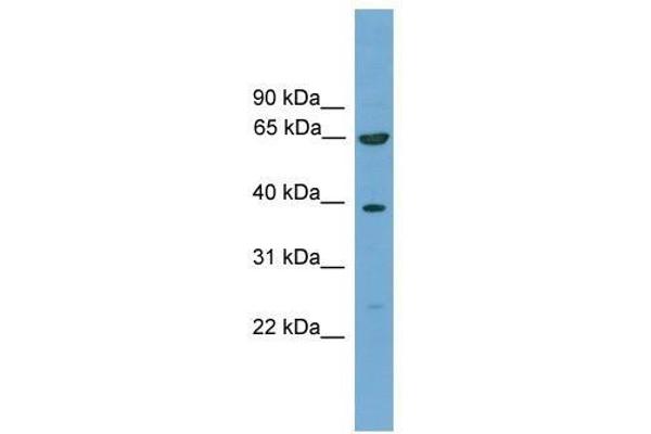 KLHL20 Antikörper  (C-Term)