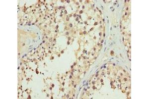 Immunohistochemistry of paraffin-embedded human testis tissue using ABIN7151997 at dilution of 1:100 (ERLIN2 Antikörper  (AA 212-339))