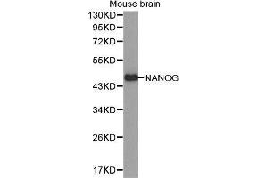 Western Blotting (WB) image for anti-Nanog Homeobox (NANOG) (AA 1-100) antibody (ABIN6220166) (Nanog Antikörper  (AA 1-100))