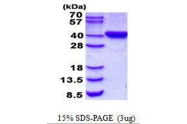 C2orf60 Protein