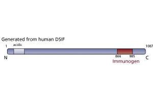 Image no. 1 for anti-CG7626 Gene Product From Transcript CG7626-RA (SPT5) (AA 866-985) antibody (ABIN968370) (CG7626 Gene Product From Transcript CG7626-RA (SPT5) (AA 866-985) Antikörper)