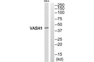 Western Blotting (WB) image for anti-Vasohibin 1 (VASH1) (Internal Region) antibody (ABIN1852781) (VASH1 Antikörper  (Internal Region))