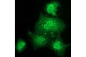 Anti-GSTT2 mouse monoclonal antibody (ABIN2453887) immunofluorescent staining of COS7 cells transiently transfected by pCMV6-ENTRY GSTT2 (RC200040). (GSTT2 Antikörper)