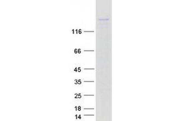 KIF16B Protein (Myc-DYKDDDDK Tag)