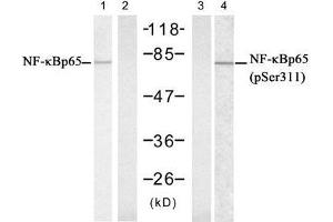Western blot analysis of extract from Hela cells untreated or treated with IFN, using NFκB-p65 (Ab-311) antibody (E021252, Lane 1 and 2) and NFκB-p65 (phospho-Ser311) antibody (E011260, Lane 3 and 4). (NF-kB p65 Antikörper  (pSer311))