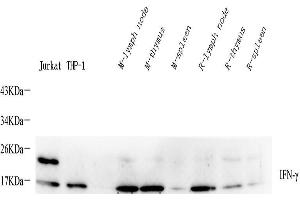 Western Blot analysis of various samples using IFNG Polyclonal Antibody at dilution of 1:400. (Interferon gamma Antikörper)