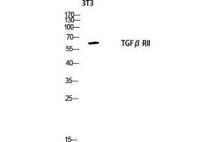 Western Blot (WB) analysis of 3T3 lysis using TGFbeta RII antibody. (TGFBR2 Antikörper  (Tyr159))