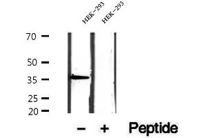 Western blot analysis of extracts of HEK-293 cells, using EIF3I antibody. (EIF3I Antikörper  (C-Term))