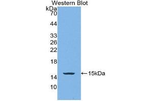 Western Blotting (WB) image for anti-Bone Morphogenetic Protein 4 (BMP4) (AA 293-408) antibody (Biotin) (ABIN1171979) (BMP4 Antikörper  (AA 293-408) (Biotin))