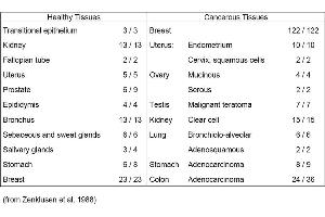 Table 1. (Mucin-Like Carcinoma Antigen (MCA) Antikörper)