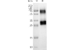 WB analysis of Human OR8U8-Nanodisc with anti-Flag monoclonal antibody at 1/5000 dilution, followed by Goat Anti-Rabbit IgG HRP at 1/5000 dilution (Olfactory Receptor, Family 8, Subfamily U, Member 8 (OR8U8) Protein)