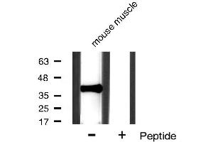 Western blot analysis of IkappaB-alpha expression in mouse muscle tissue lysates,The lane on the right is treated with the antigen-specific peptide. (NFKBIA Antikörper  (N-Term))