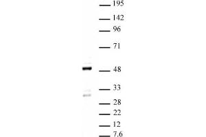 Ets-1 pAb tested by Western blot. (ETS1 Antikörper  (C-Term))