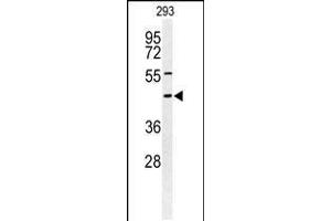 Western blot analysis of STX1A Antibody in 293 cell line lysates (35ug/lane) (STX1A Antikörper  (N-Term))