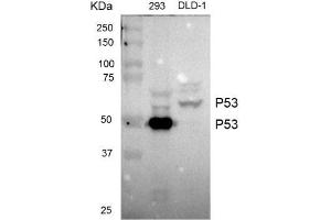 Western blot analysis of extracts from 293 cells and DLD-1 cells using TP53 antibody (1:1000). (p53 Antikörper)