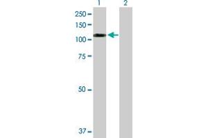 Western Blot analysis of SNX19 expression in transfected 293T cell line by SNX19 MaxPab polyclonal antibody. (SNX19 Antikörper  (AA 1-803))
