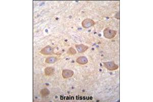 PCDH1 Antibody immunohistochemistry analysis in formalin fixed and paraffin embedded human brain tissue followed by peroxidase conjugation of the secondary antibody and DAB staining. (Protocadherin 1 Antikörper  (N-Term))