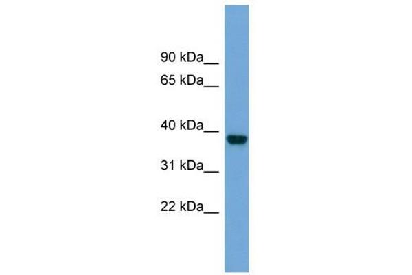 ATP1B4 Antikörper